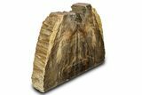 Polished Petrified Wood Bookends - Washington #307188-2